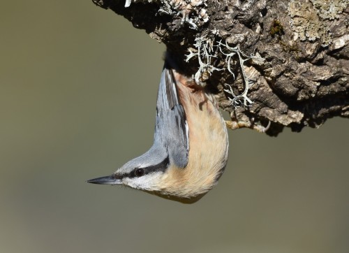 Nuthatches being L-shapedChris Tosdevin (red-breasted) / Santiago Caballero Carrera (eurasian) / Mat