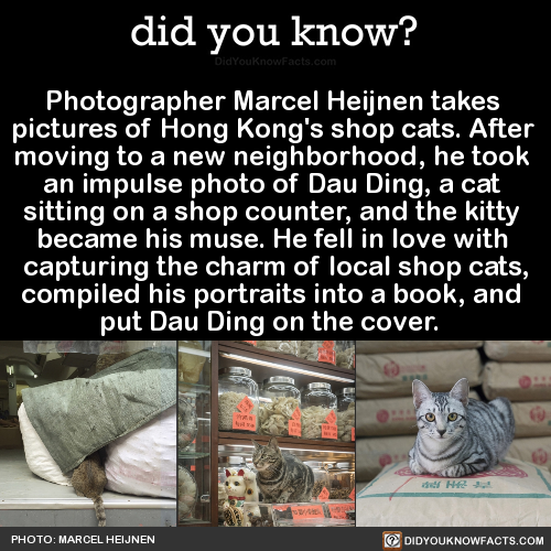 petermorwood:did-you-kno:Photographer Marcel Heijnen takes pictures of Hong Kong’s shop cats. 