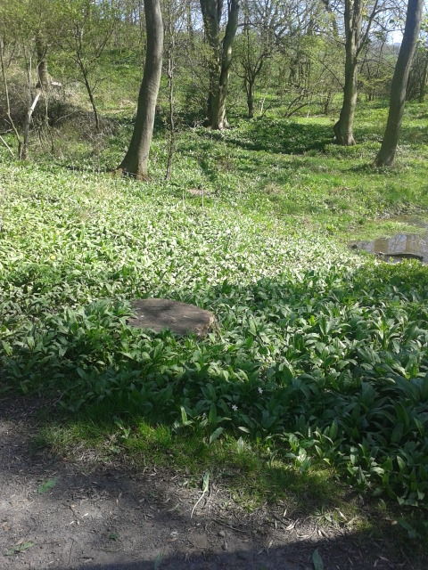 aramblingambler:All the wild garlic is out