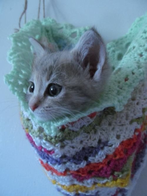 kittiesntitties.tumblr.com/post/121473364991/