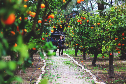 oranges