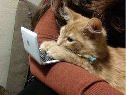 awwww-cute:Kitty and his tiny computer [reddit]