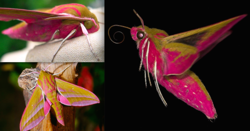 for-science-sake:1. Elephant Hawk-Moth2. Hummingbird Hawk-Moth3. Olender Hawk-Moth4. Poplar Hawk-Mot