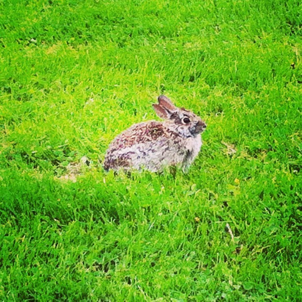 I was standing about 7 ft from this rabbit when I took the picture. We were playing