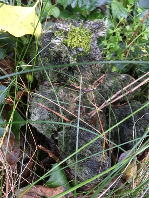 sleepi-rotten-hallow:we found a moss covered teddy bear