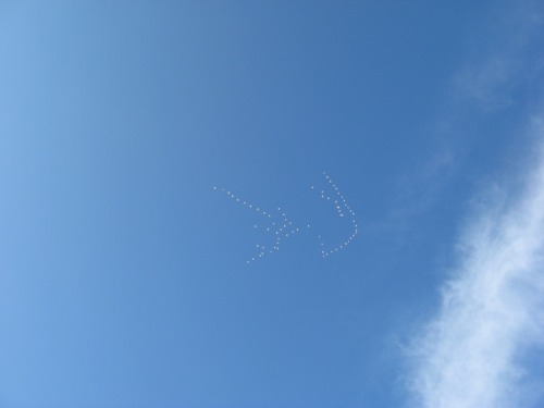 A skein of snow geese passing across the sky. Some snow geese are still here, but their numbers are 