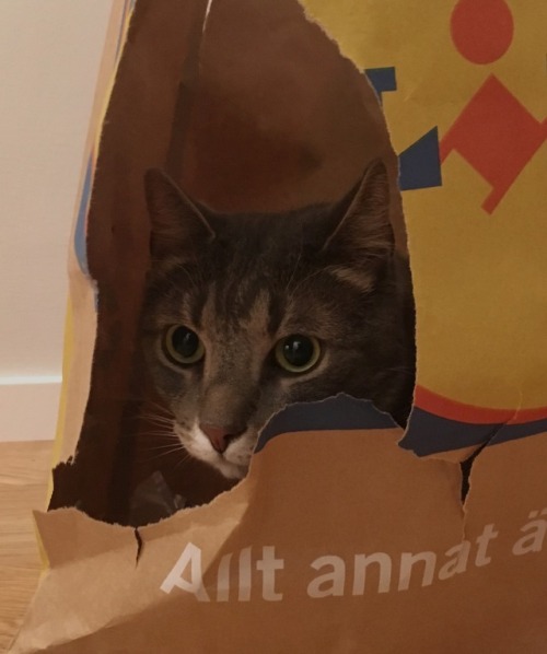 esevik:Paperbag fort with an adorable guard.