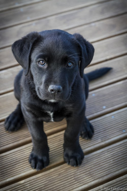 earthandanimals:   Black Lab puppy by Ryu