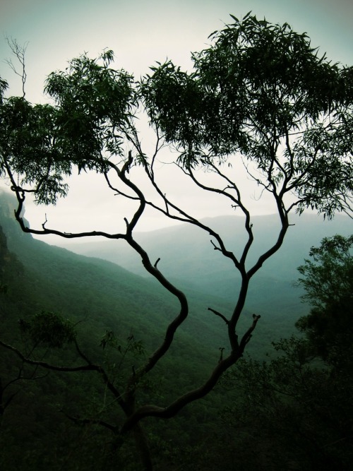 treeporn:Misty Blue Mountains, Australia. By Tree Porn.