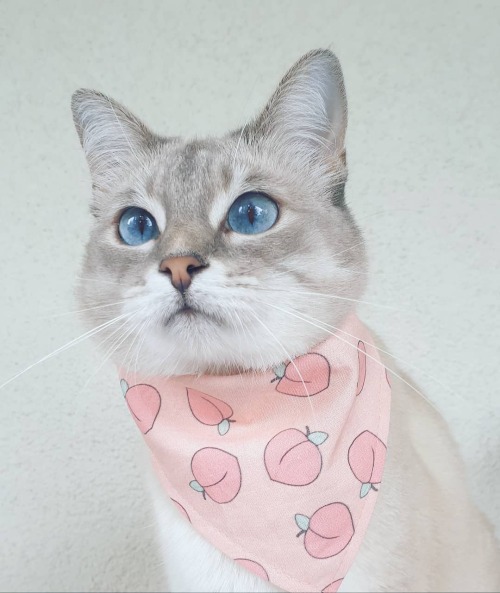 saoirsethesiamese: Thought I’d try this. Greetings! I’m Saoirse and feeling peachy today