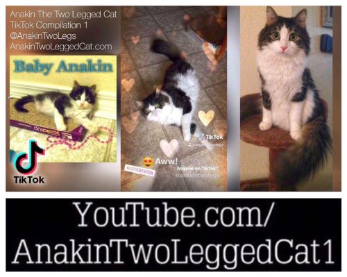❤️ New YouTube Video - Anakin The Two Legged Cat TikTok Compilation 1! Link in Bio! https://youtu.be