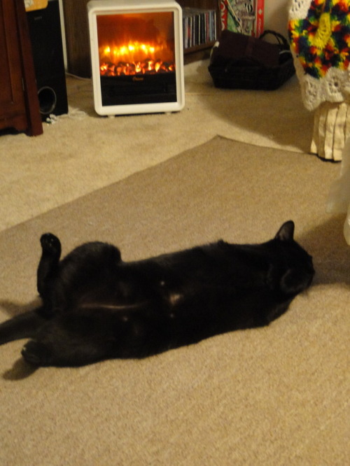 Purrsia relaxing near the electric fire.(submitted by @kindnessiseternal)