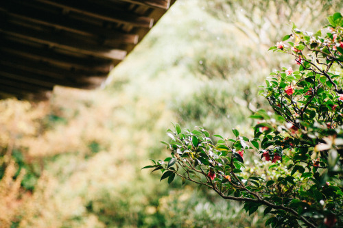 sunnywinds:雫 by sunnywinds*Via Flickr:Rain, drops into bokeh.