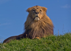 Bendhur   llbwwb:  Lion (by MartynGwhizz