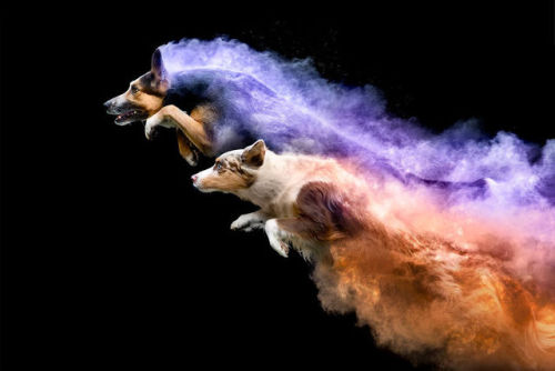 “ I Tossed Powder On Some Dogs, And The Result Turned Out Amazing (13 Images) “