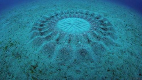 voices.nationalgeographic.com/2013/08/15/whats-this-mysterious-circle-on-the-seafloor/