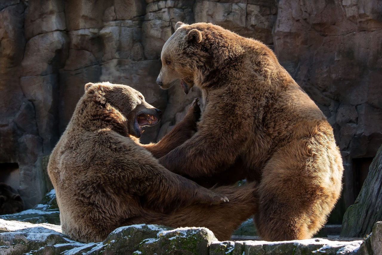 bears&ndash;bears&ndash;bears:  Bear Battle by James Arup 