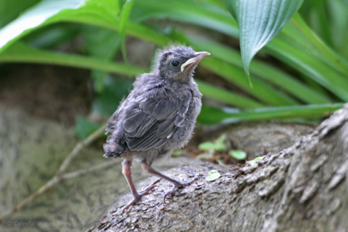 occasionallybirds:  Fledglings found in my Pennsylvania yard over the years, from top: Northern Card