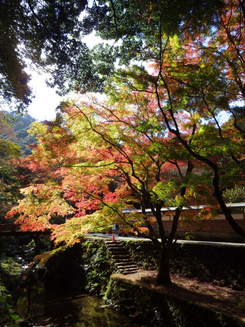 鼻高山から鰐淵寺へ