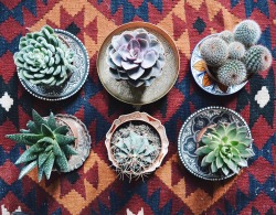 Waiste:  Some New Additions From Columbia Road 🌸🌵