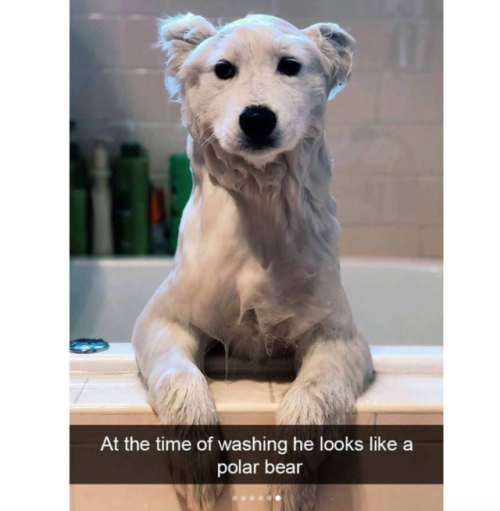 babyanimalgifs:These cute dog snapchats will make your day