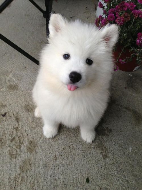 skookumthesamoyed:  makochantachibanana:  restlesslyaspiring:  cuteness-daily:  This is yet another Samoyed Appreciation Post. Because why not? They are just the cutest litte balls of floof! I want 5000 of them!   FLUFFS  FLOOF FLOOF   That last one