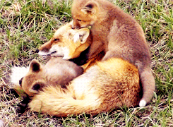 punkrawkanarkay:  Foxes are weird. They’re like dogcats. 