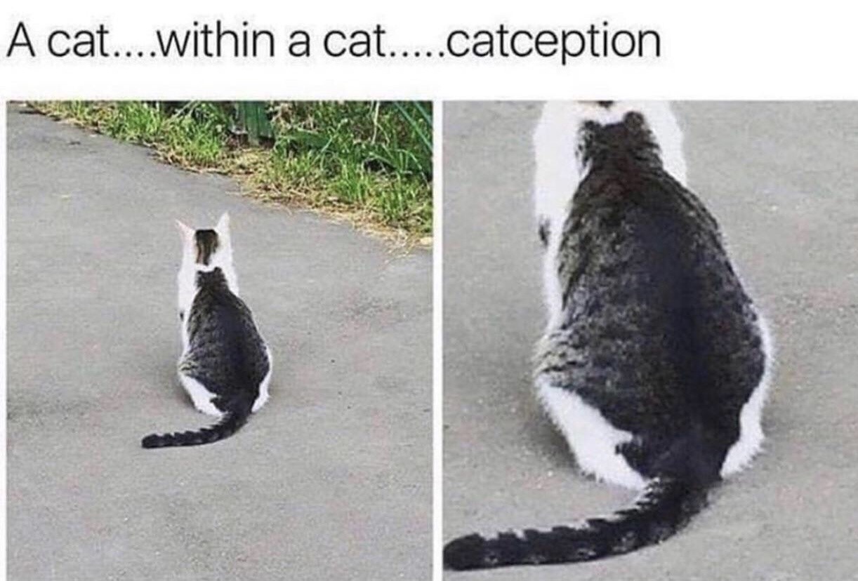 dankmemeuniversity:  