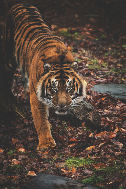 visualechoess:  Staring at his pray…and his pray is you  o.o by: Justin Lo