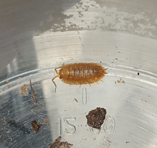 orange pillbug in a cup