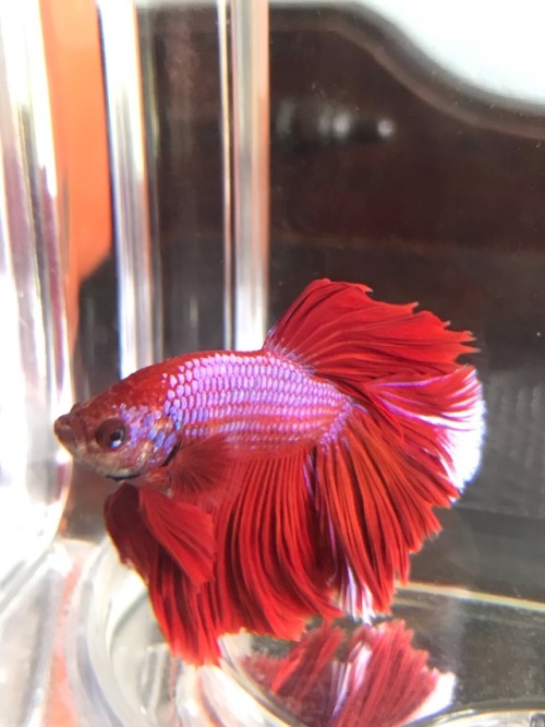 Yuugana The Betta 