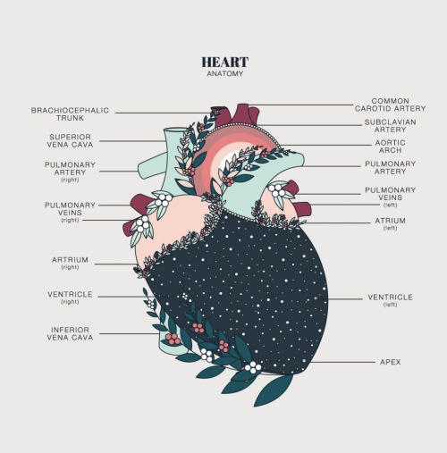 themedicalstate:Anatomical Illustrations by Duvet DaysAn organization that uses design to creat