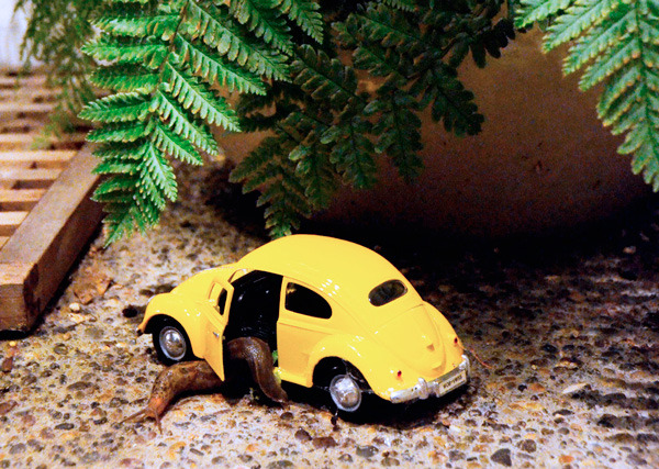 mypetslugbook:  ACTIVITIES A happy slug is a busy slug. A bored slug will not stay