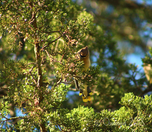 ostdrossel: No booth pics, but since everybody else seems to be fond of the Cedar Waxwings too, I th