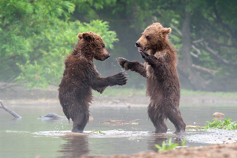 earthandanimals:  That’s a coincidence! by Sergei Ivanov  They looked like they