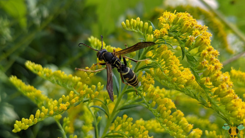 Northern Paper Wasp - Polistes fuscatusIt’s getting warmer and warmer with each new day in Toronto a