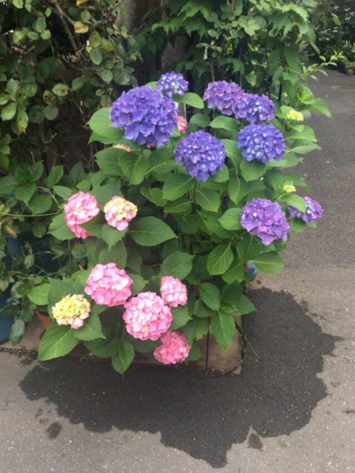 shoku-and-awe: I appreciate the hydrangea in June, because they’re beautiful and also because 