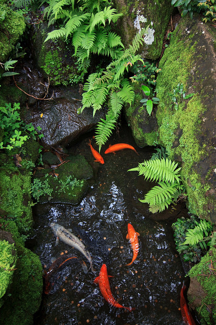 outdoormagic:  Koi, Byodo-In Temple by Emily Miller Kauai on Flickr. 