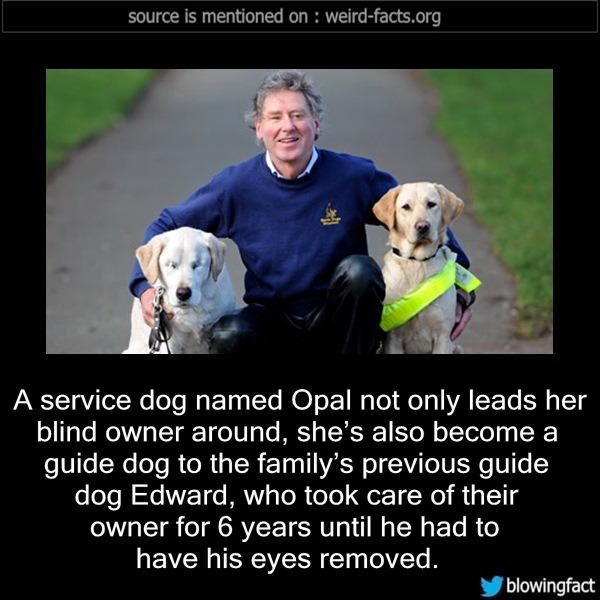 interesting facts about service dogs