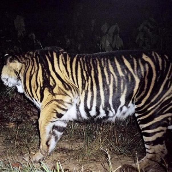 twofacedsheep:  Adult male Bengal tiger in Simlipal National park sporting an abundistic