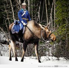 I feel like people need to know the Great Moose Truths.