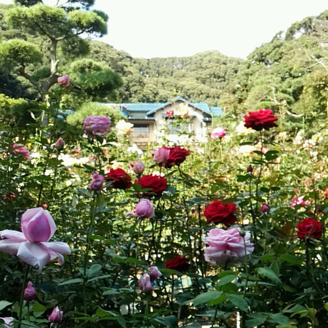 floralls:    by  sumire_fleur   
