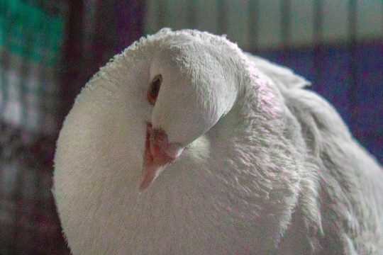 tiny-feisty-gay: snarg:  stereofeathers:  tawghasa:  hot-honey-fag:  slash-queen:  todaysbird:   remember: the ‘holy’ white doves are just white rock doves, aka the common pigeon!  Doves are just pigeons with white privilege   Also can we talk about