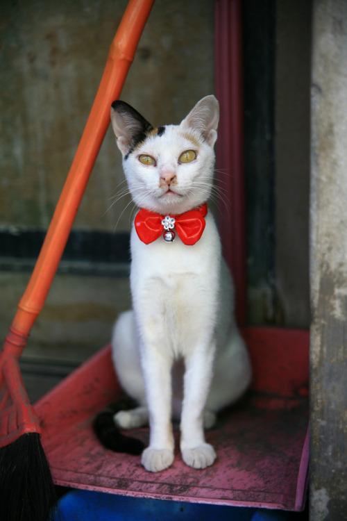 Dapper Kitty - Penghu, Taiwan (by 諾雅爾菲)