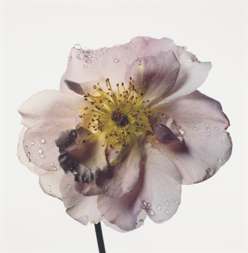 agelessphotography - Rose, Fritz Nobis, London, Irving Penn,...