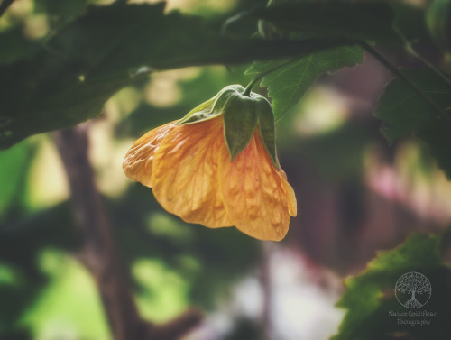 Single Lantern by NatureSpiritHeart Photography