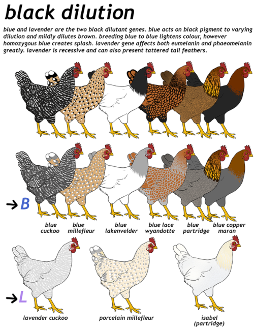 pazdispenser:revised my chicken post, still very basic but its an intro to appearance