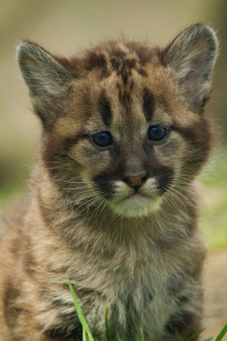 Puma Cub - Portrait (by JasonBrownPhotography)