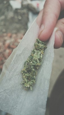 segmentoilegal:  cannabis, la variedad de la vida. ☝   -.-❤️