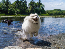 handsomedogs:Summer cool down Curtis